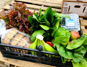 A Community Supported Agriculture box of vegetables, fruit, and bread/bagels.